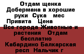 Отдам щенка Добермана в хорошие руки. Сука 5 мес. Привита › Цена ­ 5 000 - Все города Животные и растения » Отдам бесплатно   . Кабардино-Балкарская респ.,Нальчик г.